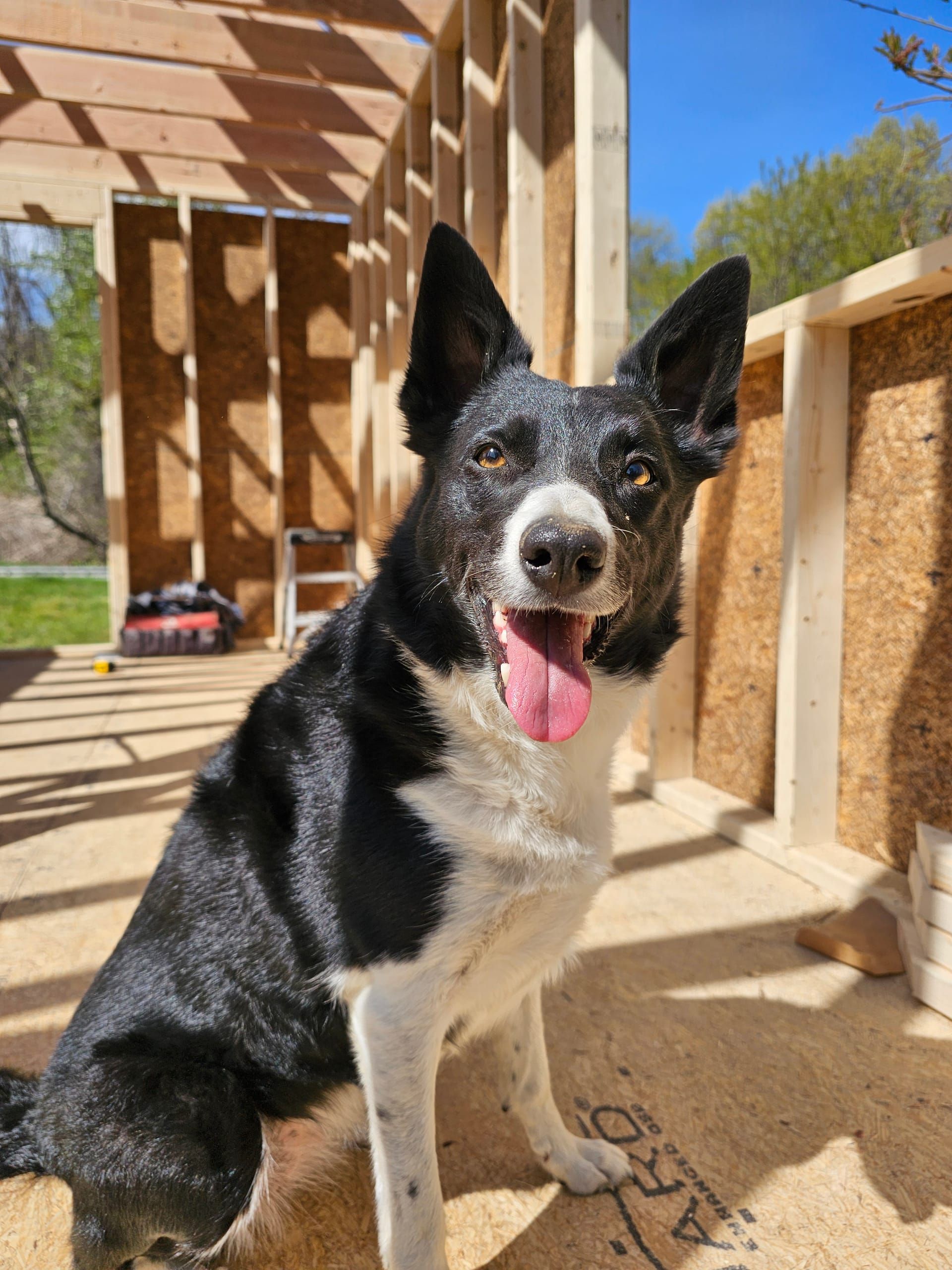 Chief Safety Inspector